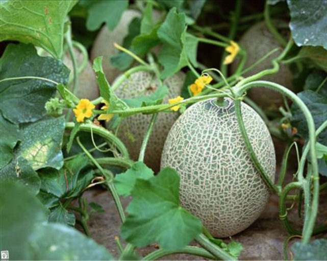 IMG ۲۰۱۸۰۵۲۸ ۱۱۰۶۲۸ |