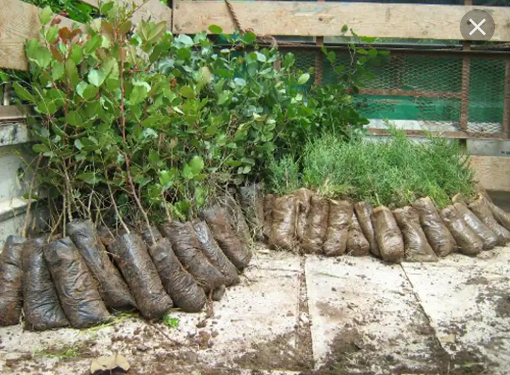 خرید کود مرغی