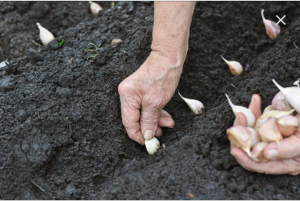 کود هیومیک اسید اسپانیایی