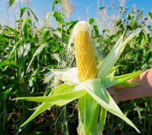 انواع کود npk