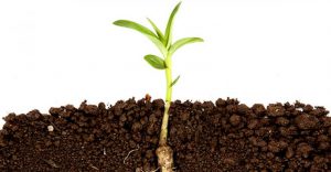 کود پلیت مرغی