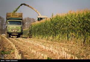 قیمت کود هیومیک اسید