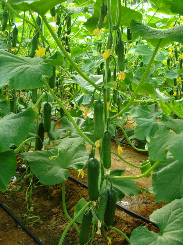 قیمت کود سولفات آهن پودری خارجی برای کشاورزی