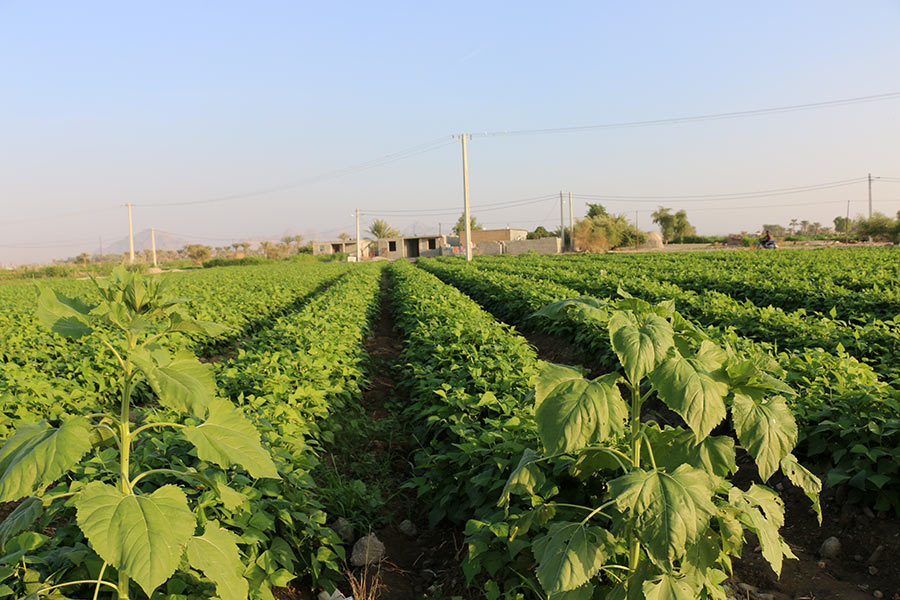 کشاورزی ایران