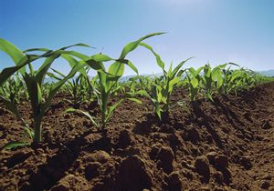 قیمت کود هیومیک اسید