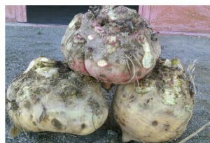 خرید کود مرغی