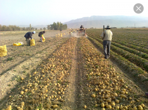 بازار کود مرغی