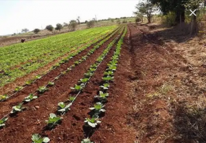 بازار کود مرغی