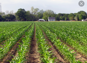 قیمت کود هیومیک اسید