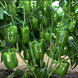 قیمت کود آهن