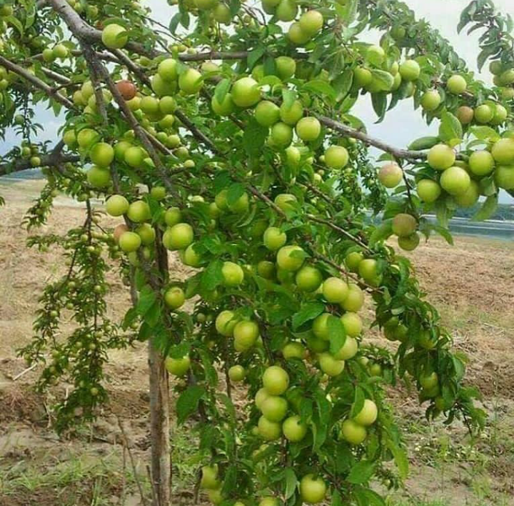 کشاورزی ایران