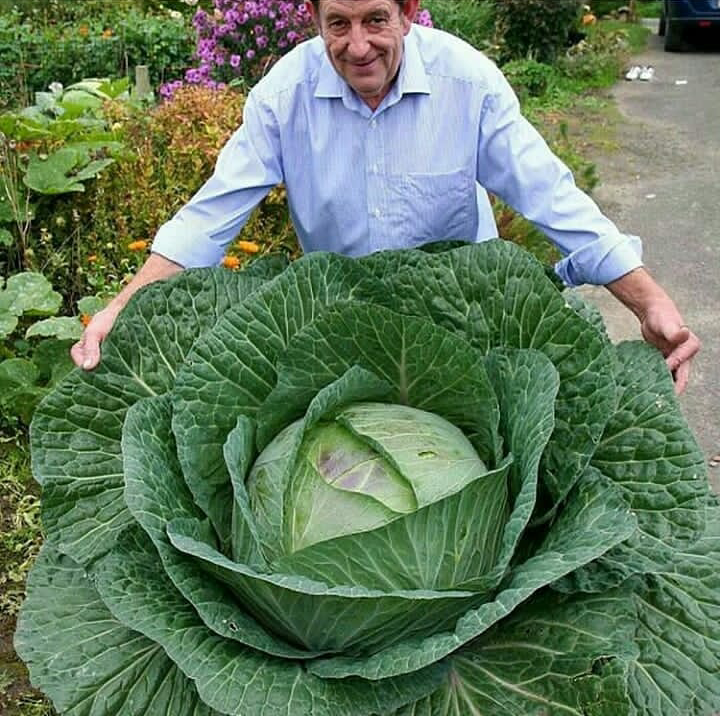 قیمت کود کامل