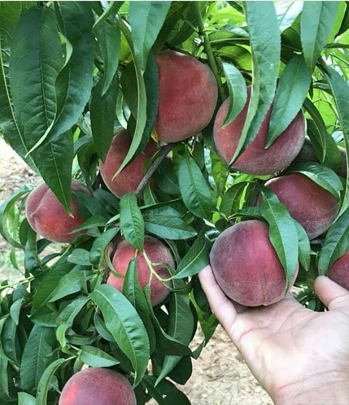 کود آهن در رشد هلو،