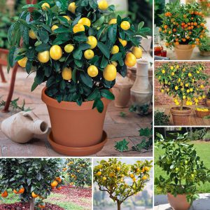 انواع کود npk