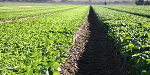 انواع کود npk