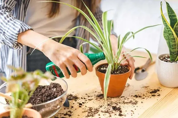 مصرف کود مایع 1 |