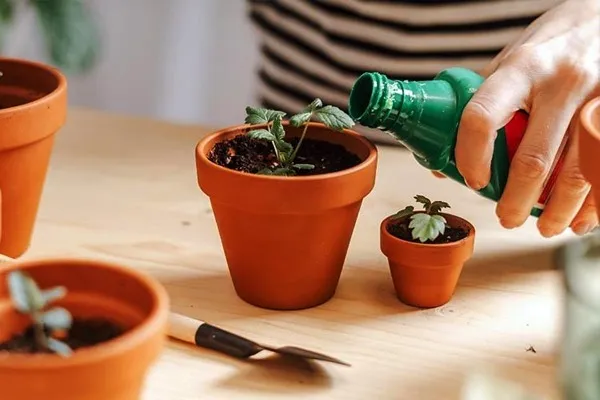 برای گیاهان آپارتمانی 1 |